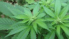 Bud