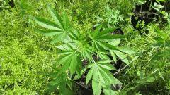 Amnesia gold auto
