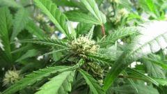 Sexbud