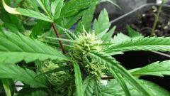 Sexbud