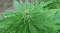 Bud