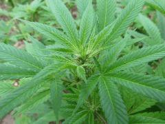 Bud