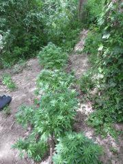 Spot 1