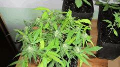 Sexbud