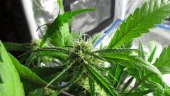 Sexbud