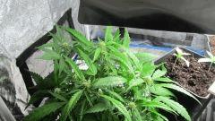 Sexbud