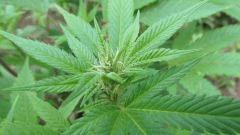 Bud