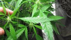 Sexbud