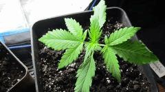 AG