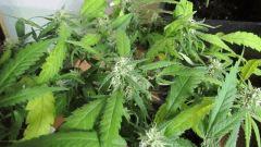 Sexbud
