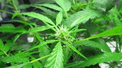 Sexbud