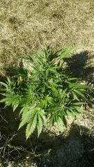 Amnesia gold