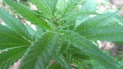 Macro Spot 1