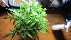 Sexbud