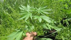Amnesia gold auto