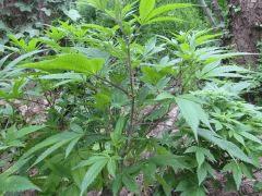 Branche Pure AK
