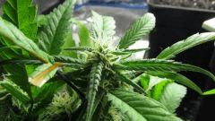 Sexbud