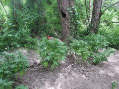 Spot 1