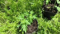 Lemon kush bublegummer