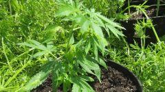 Lemon kush bublegummer