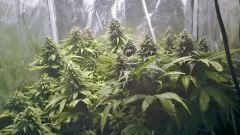 Fruit Spirit / White Widow / Critical Kush / Moby Dick #2 sous 250w