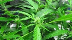 Sexbud