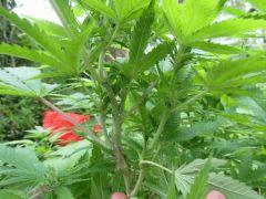 Branche Pure AK