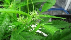 Sexbud