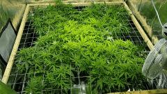 Critical+ 2.0 F+6