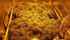 Critical+ 2.0 - F+21