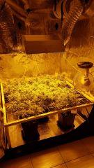 Critical+ 2.0 - F+21