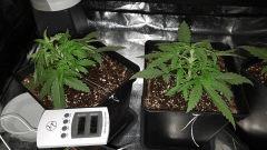 Critical+ 2.0 C+14