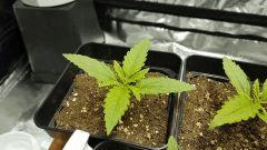 Critical+ 2.0 C+7