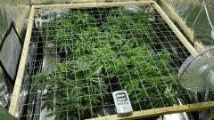 Critical+ 2.0 C+27