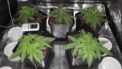 Critical+ 2.0 C+14