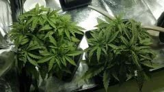 Critical+ 2.0 C+19