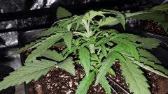 Critical+ 2.0 C+14