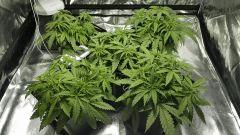 Critical+ 2.0 C+19