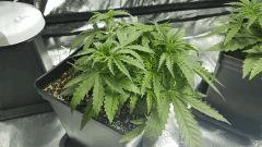 Critical+ 2.0 C+19