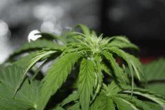 C32 (8)
