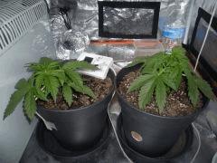 C24 (5)