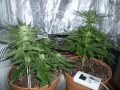 F10 (3)