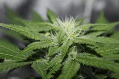 F10 (7)