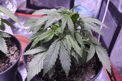 C29 (3)