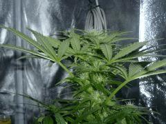 F10 (9)