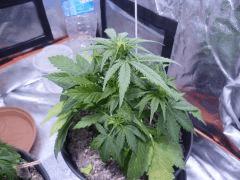 C33 (5)