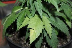 C32 (2)