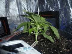 C22 (7)