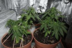 C38F1 (4)
