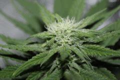 F10 (6)